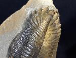 Hollardops mesocristatus (LE MAITRE 1952) - Bild © FossNet FossilienStore